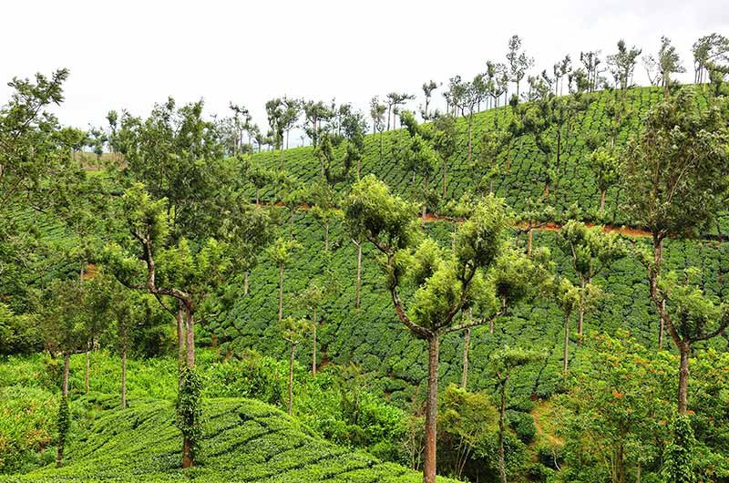 Thekkady
