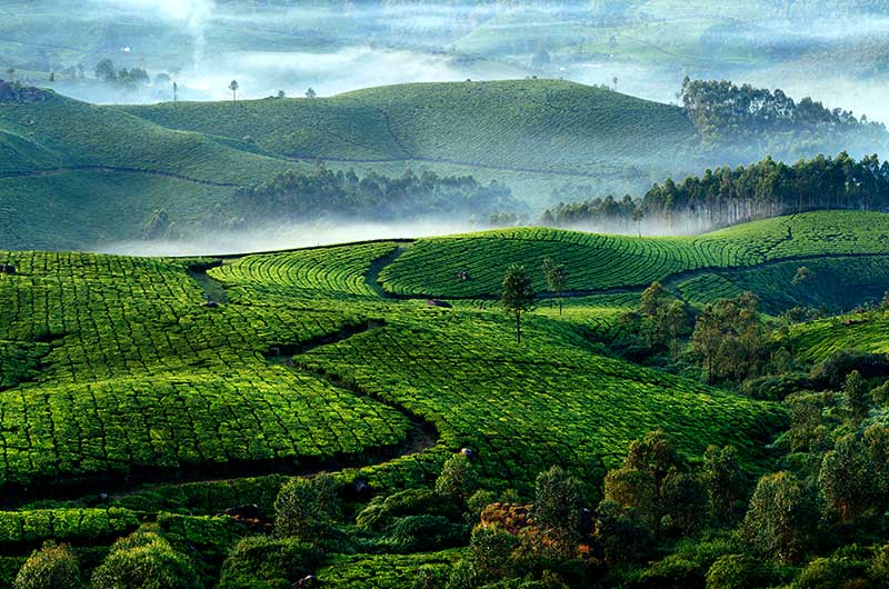 munnar
